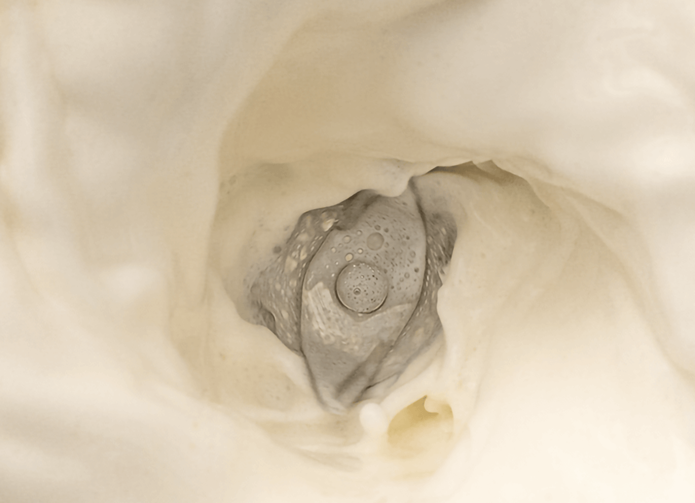 XIAOMI Smart Blender