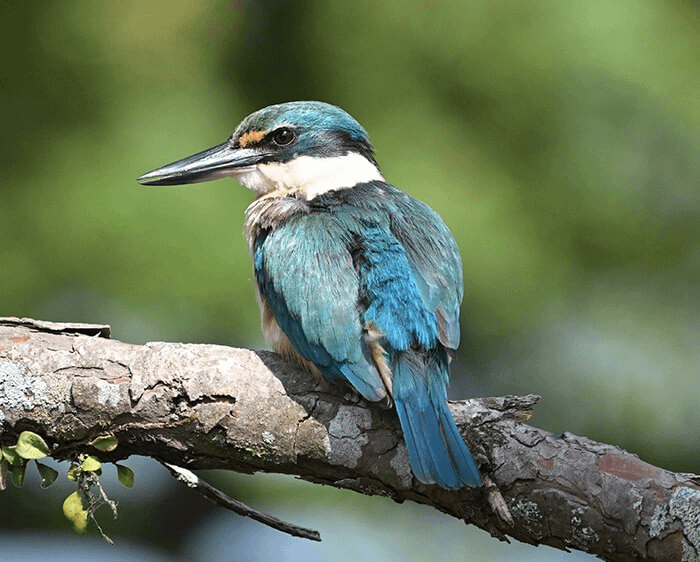 Nikon PROSTAFF P3 10X42