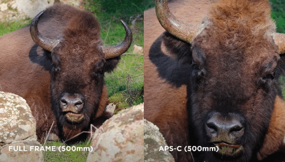 Canon EOS R7 Mirrorless 