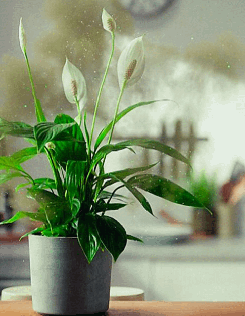 Dyson Big + Quiet Formaldehyde BP04 (Dark Blue / Gold)