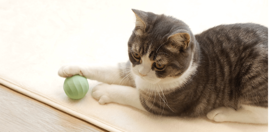 Cheerble Ice Cream (plava)