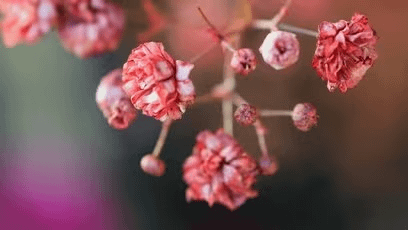 Canon EOS R50 WH + RFS18-45 SEE fotoaparat