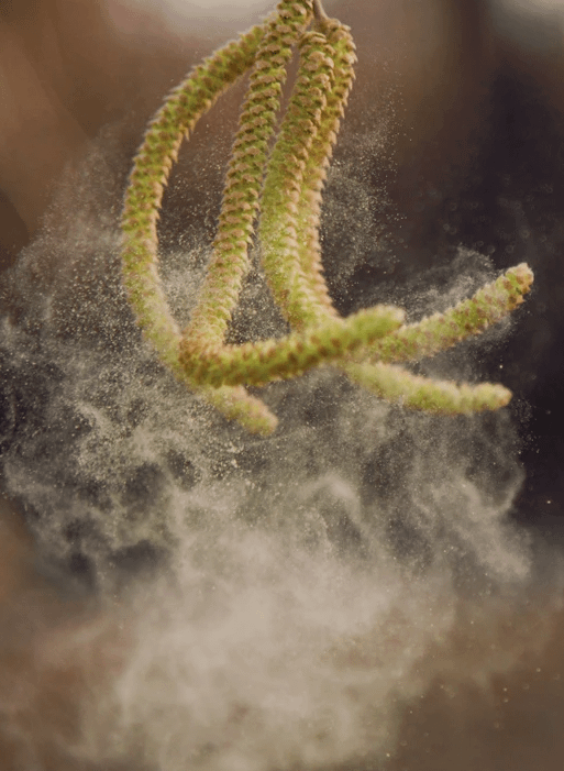 Daikin MC55W prečišćivač vazduha