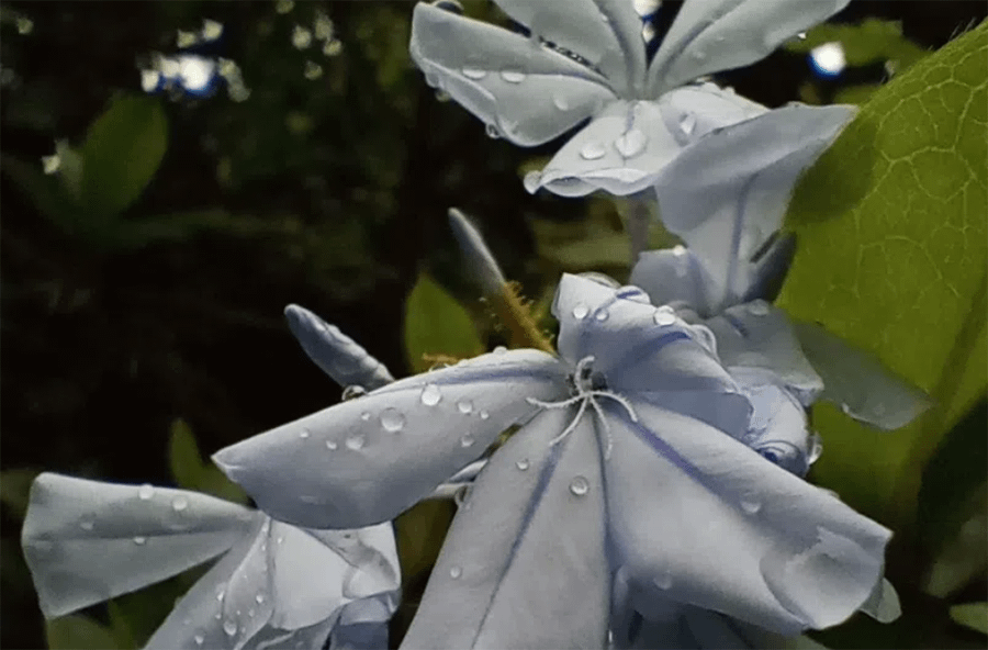 Motorola Moto G13 4GB 128GB (Lavander Blue)