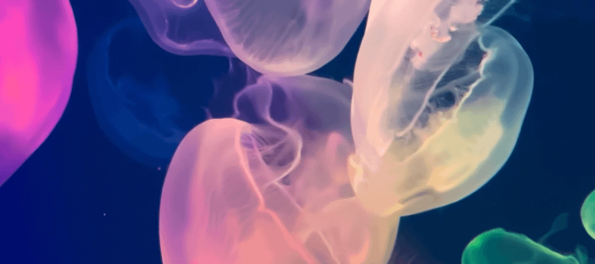 Motorola Razr 60 8GB 256GB Swarovski bundle