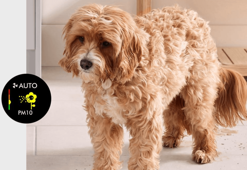 Dyson TP12 Purifier Cool PC2 De-Nox (White / Gold)