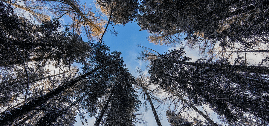 Xiaomi Mi 11 8GB 256GB Midnight Gray