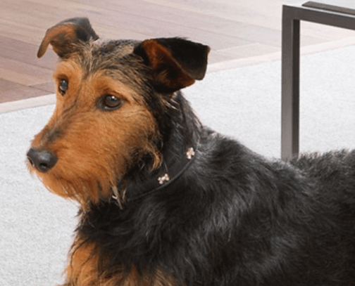 Dyson Big + Quiet Formaldehyde BP04 (Dark Blue / Gold)