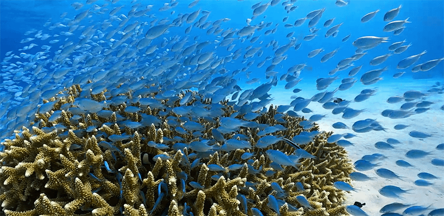 GoPro HERO11 Black CREATOR EDITION