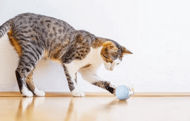 Cheerble Wicked Snail (BROWN)