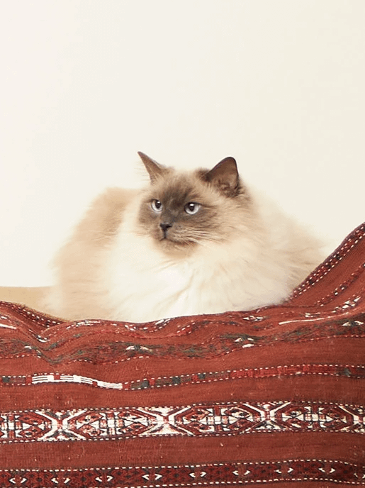 Daikin MC55W prečišćivač vazduha