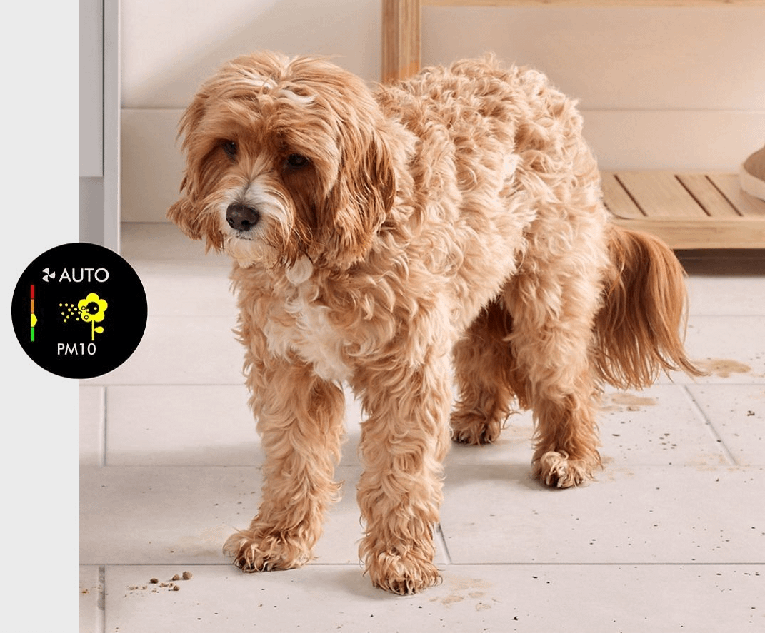 Dyson Purifier Humidify+Cool PH2 De-NOx (White/Gold)