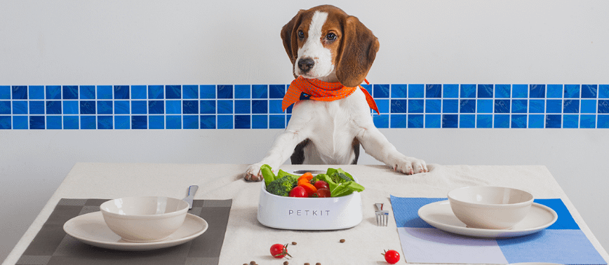 PetKit  Pet Bowl FRESH